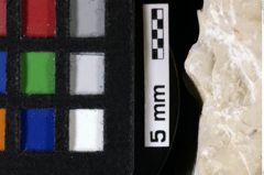 Foto (Detailansicht) von Decapoda indet. (NHMW-GEO-1990-0041-0082)